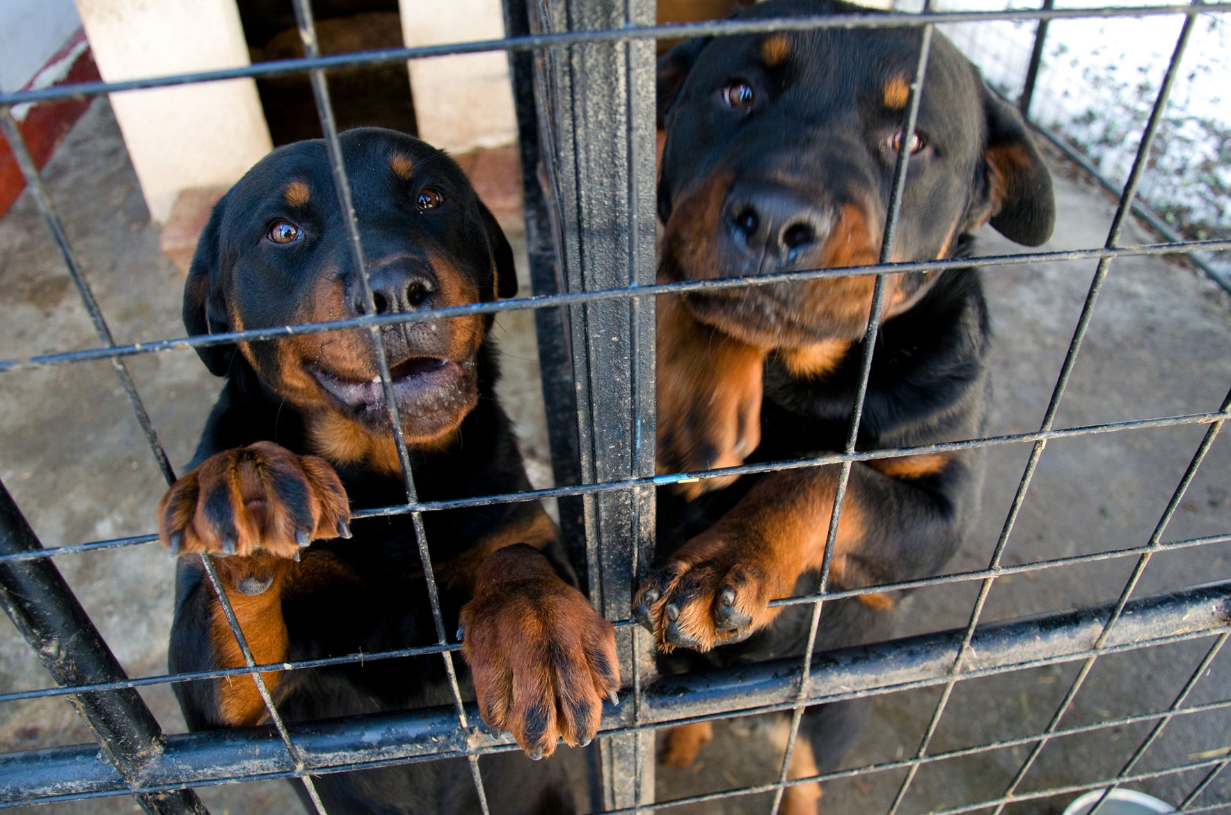 LIFE-PET-SHELTERDOGS-SLIDESHOW-6-MCT